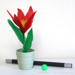 カップフラワー