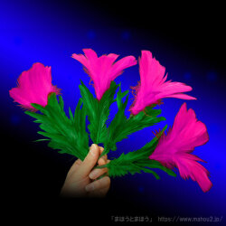 増えるお花（大サイズ４本タイプ・DVD付）